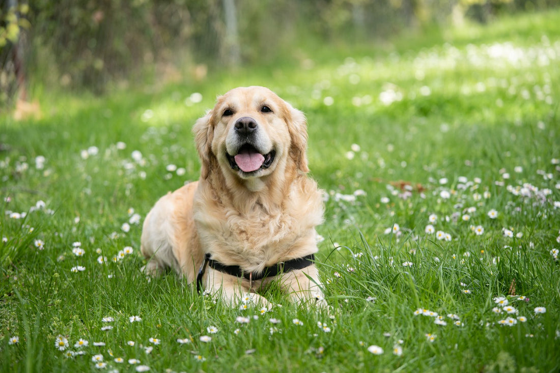10 Essential Tips for Dog Owners