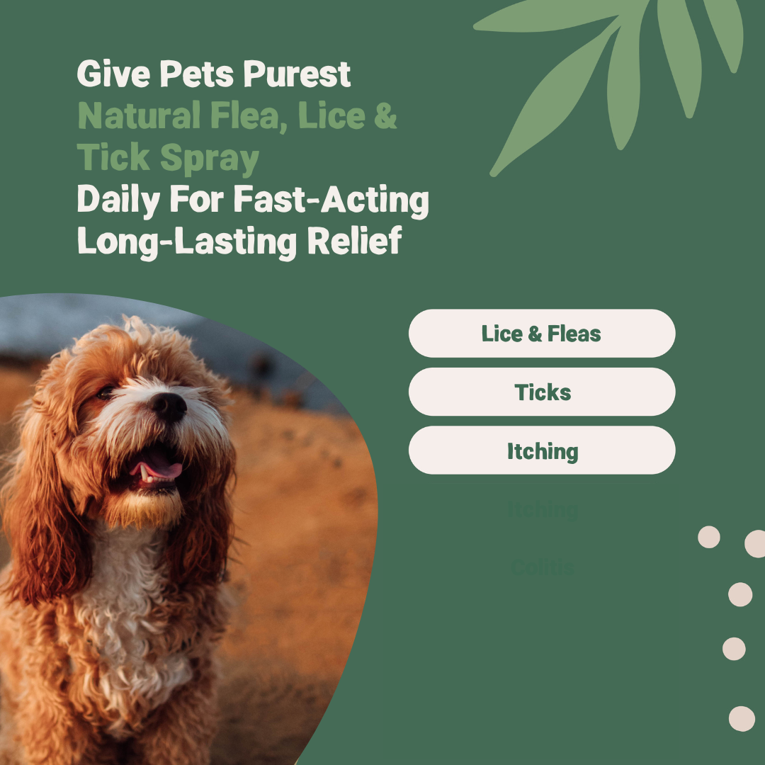 Pets Purest Natural Flea, Lice & Tick Spray 500ml