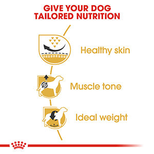 Royal Canin Breed Health Pug Dry Adult Dog Food