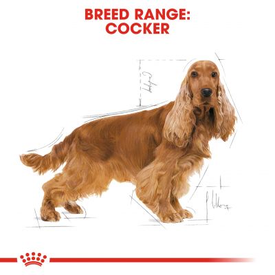 Royal Canin Breed Health Cocker Dry Adult Dog Food